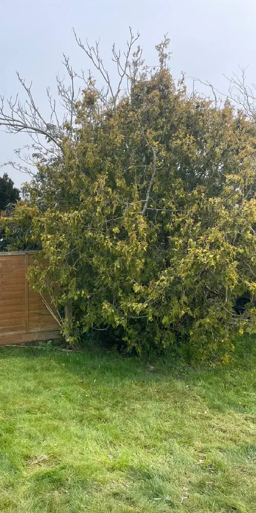 Shed Clearance, Wannock